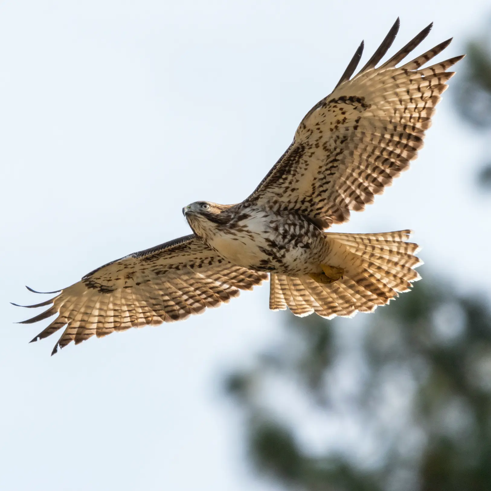 Effarouchement des oiseaux nuisibles sur les semis 